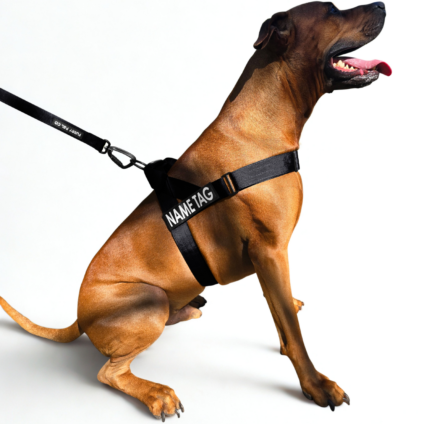 Heavy Duty Everyday Harness with Name Tag