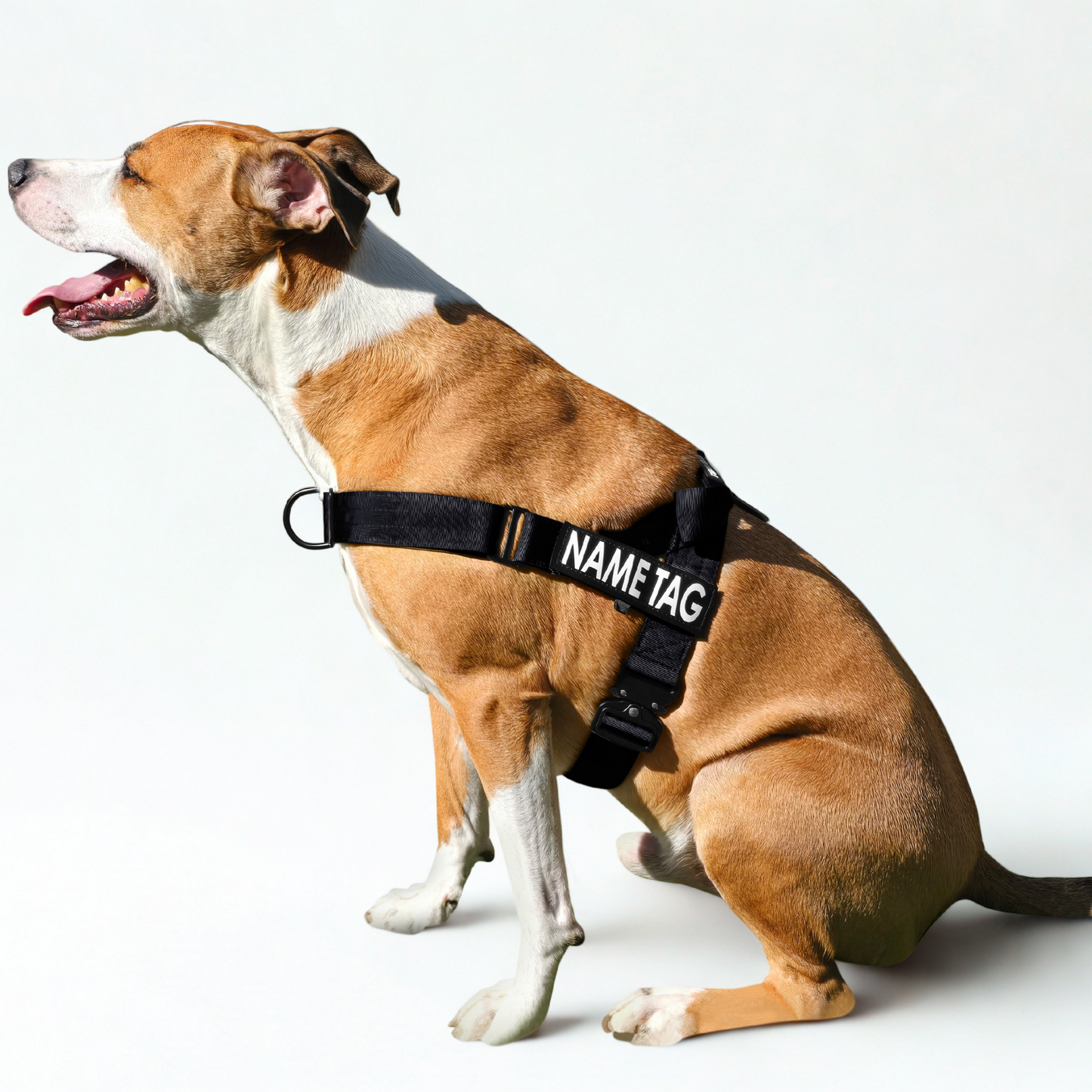 Heavy Duty Everyday Harness with Name Tag