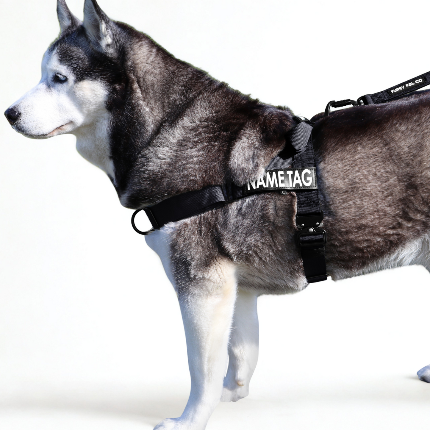 Heavy Duty Everyday Harness with Name Tag