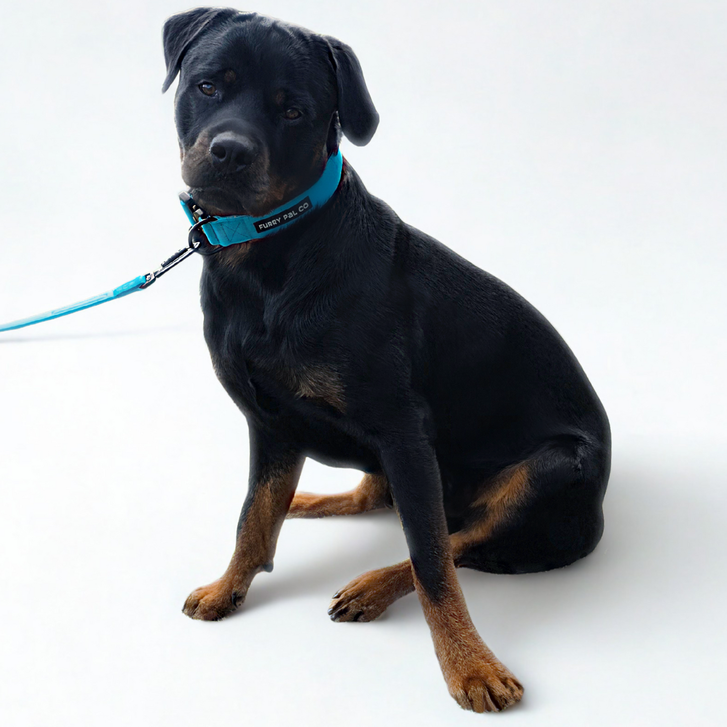 Heavy Duty Collar Set - Collar, Leash & Poop Bag Holder