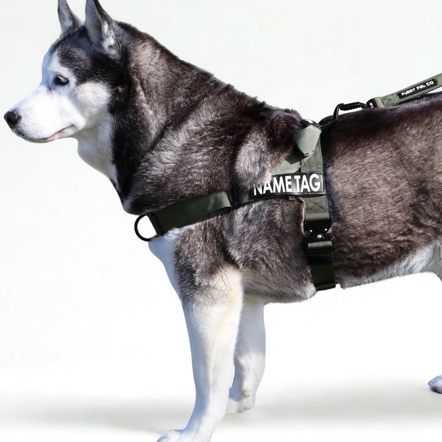 Heavy Duty Everyday Harness with Name Tag