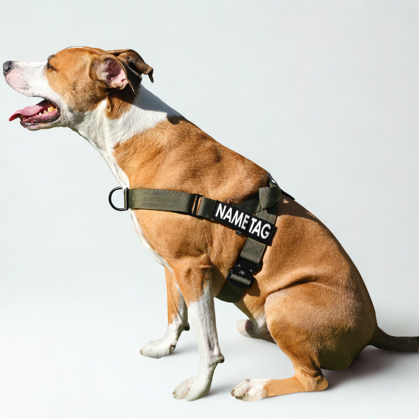 Heavy Duty Everyday Harness with Name Tag