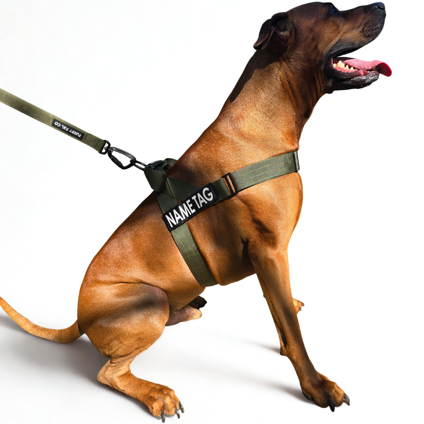 Heavy Duty Everyday Harness with Name Tag