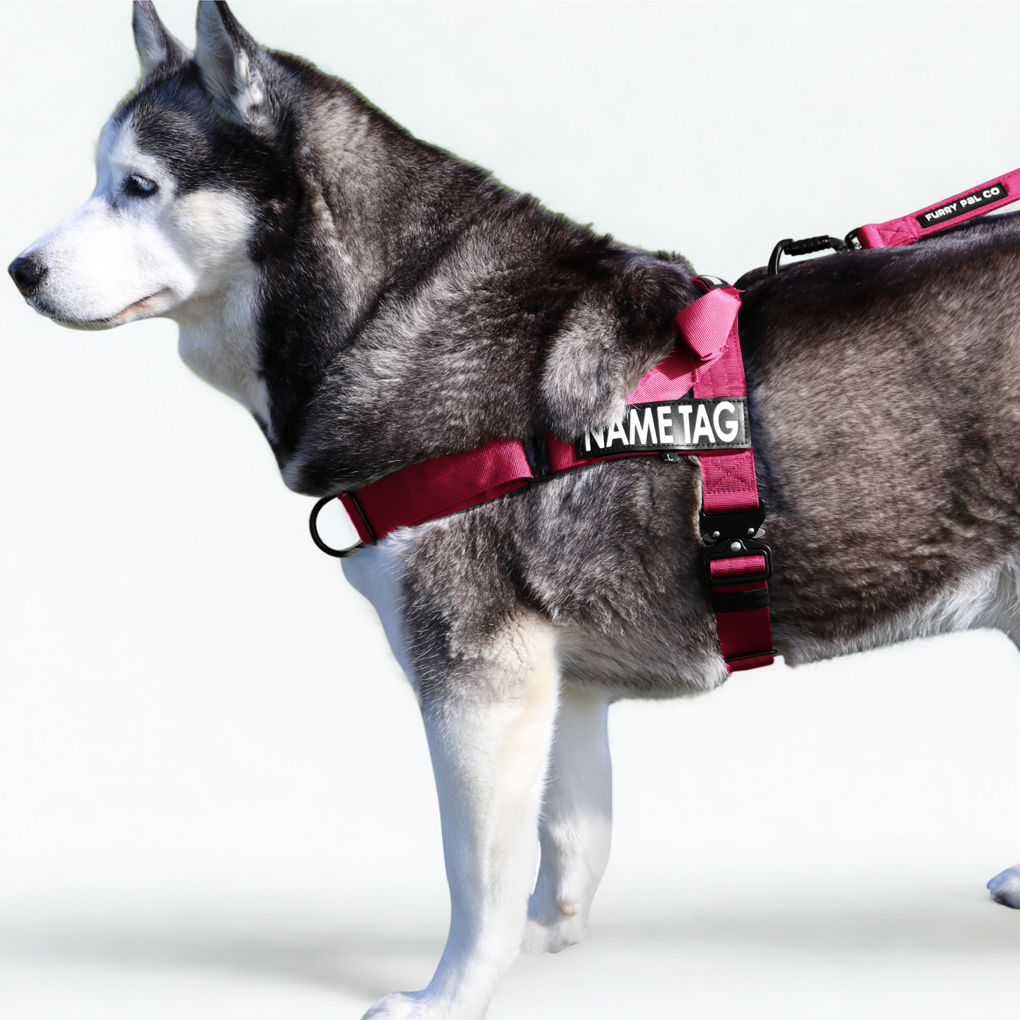 Heavy Duty Everyday Harness with Name Tag