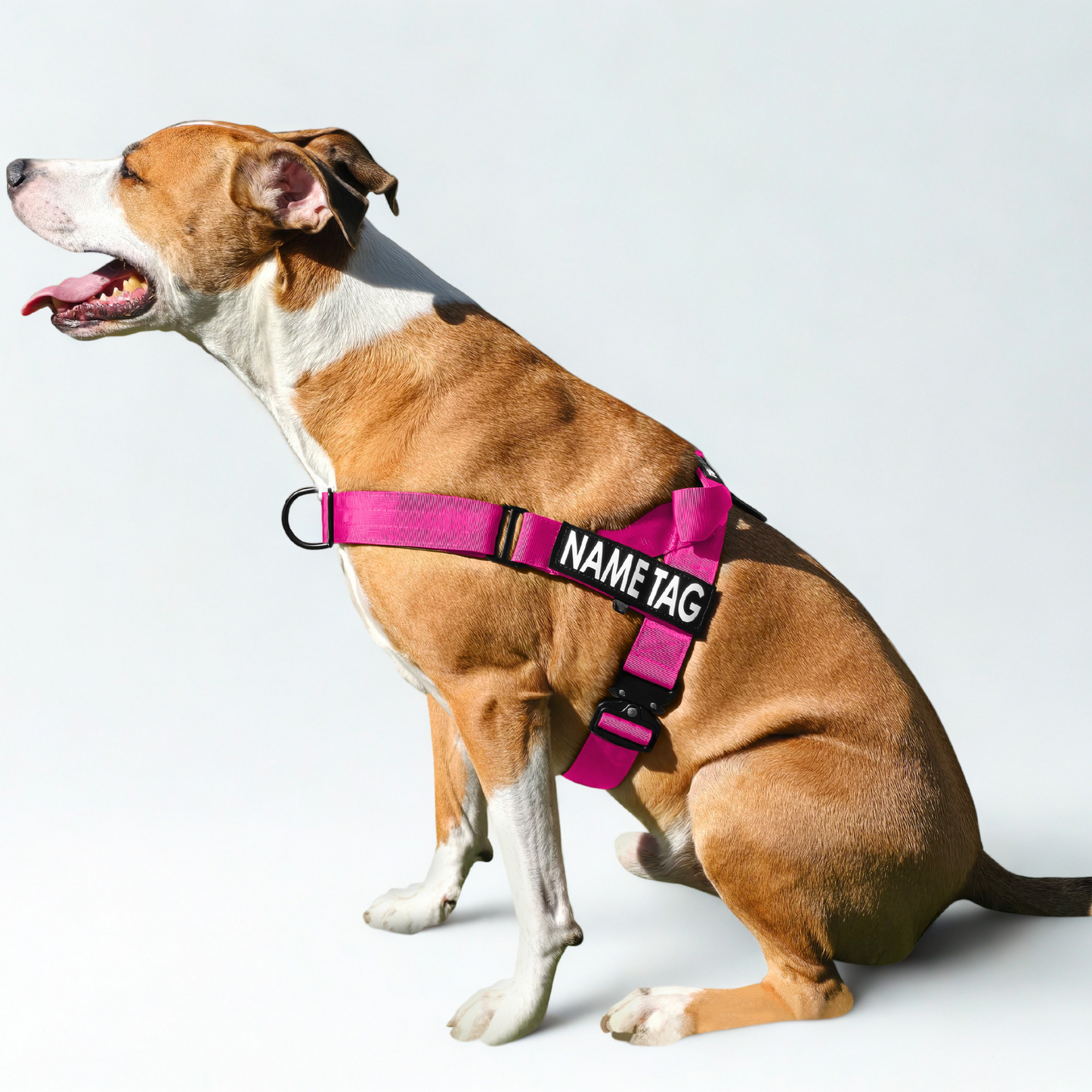 Heavy Duty Everyday Harness with Name Tag