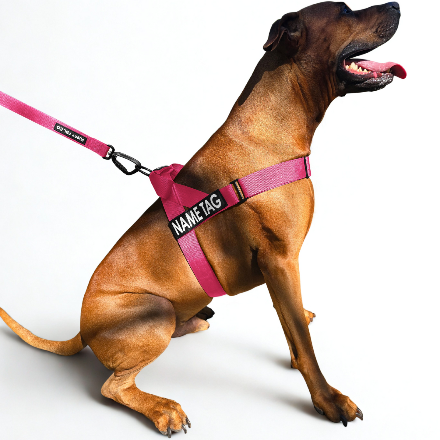 Heavy Duty Everyday Harness with Name Tag