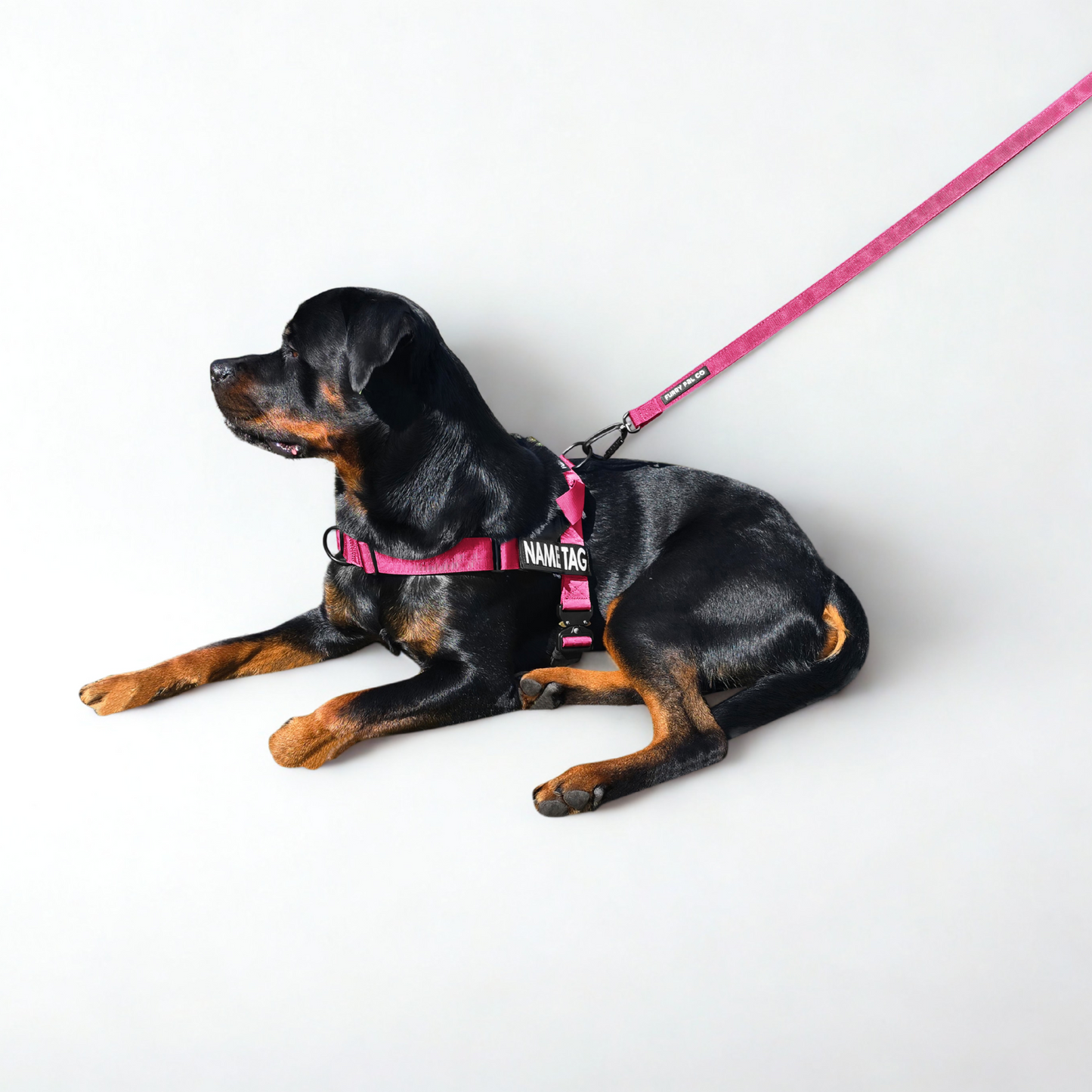 Heavy Duty Everyday Leash with Lockable Clip