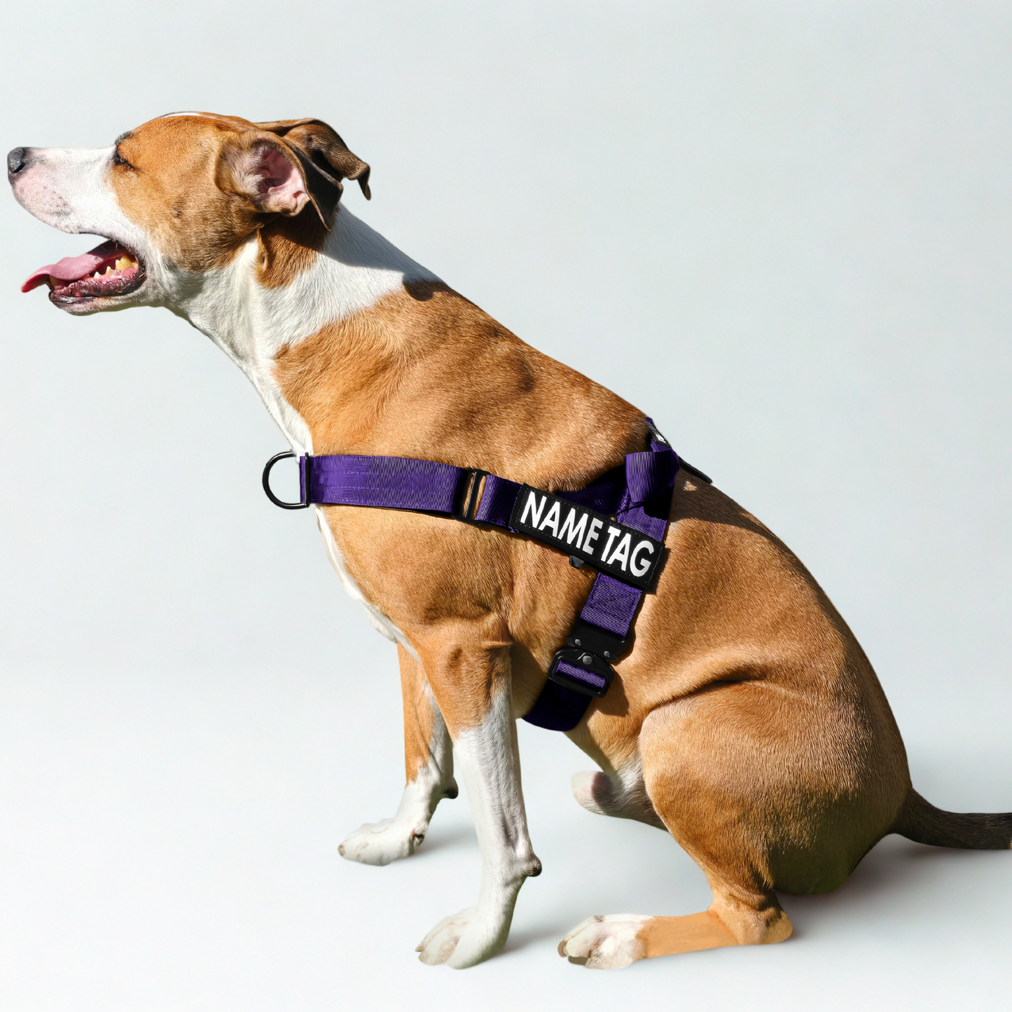 Heavy Duty Everyday Harness with Name Tag