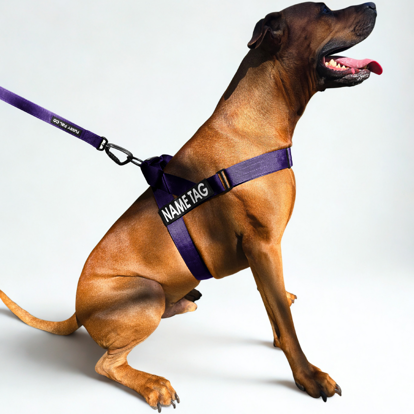 Heavy Duty Everyday Harness with Name Tag