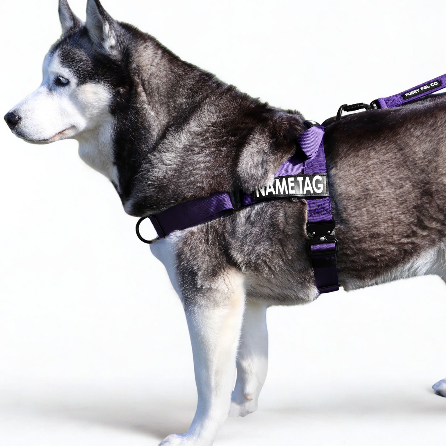 Heavy Duty Everyday Harness with Name Tag