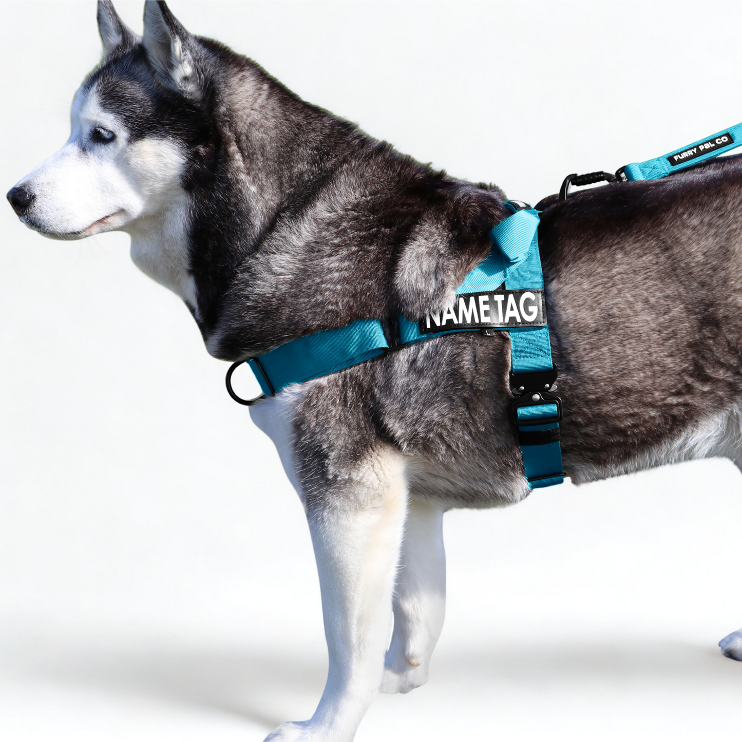 Heavy Duty Everyday Harness with Name Tag