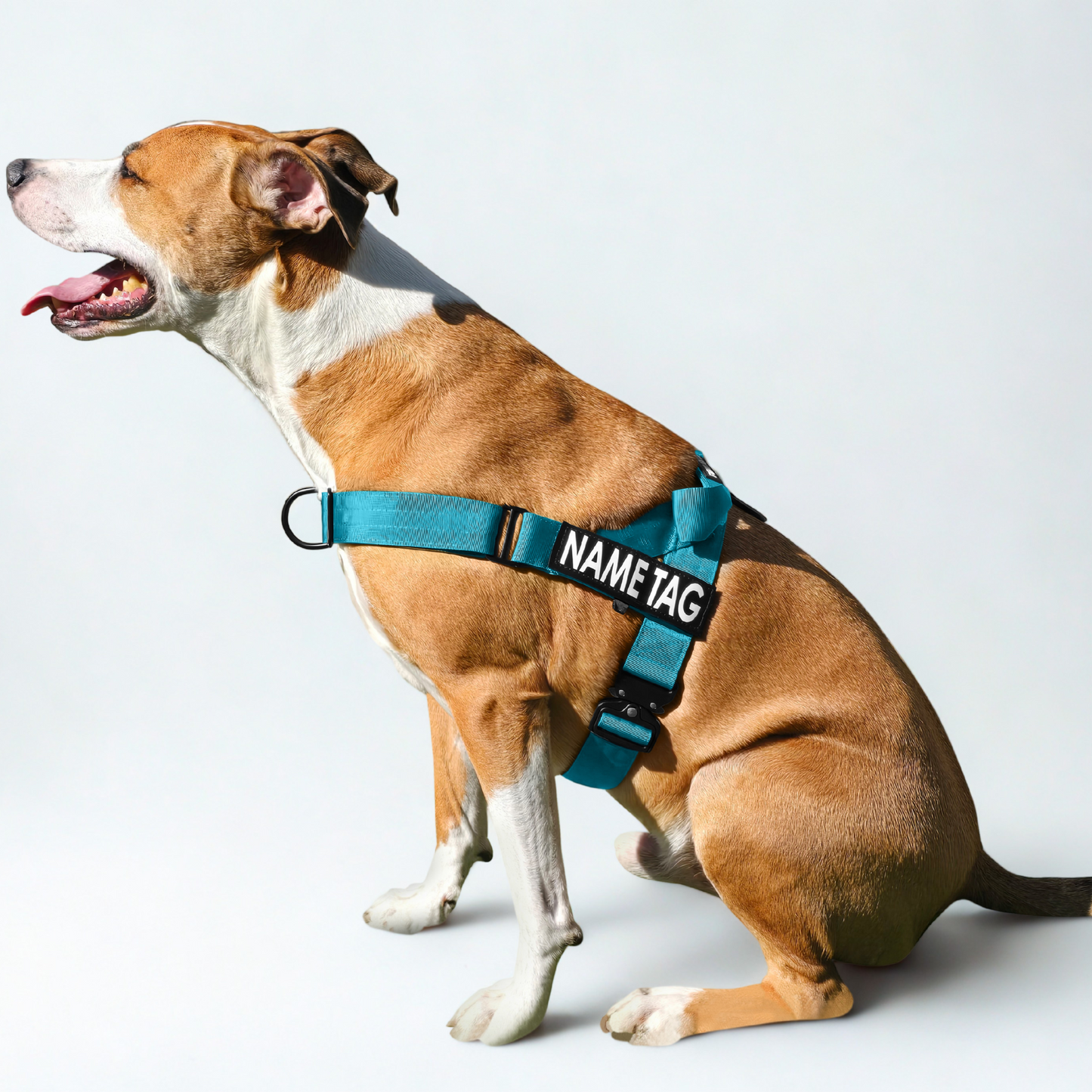 Heavy Duty Everyday Harness with Name Tag