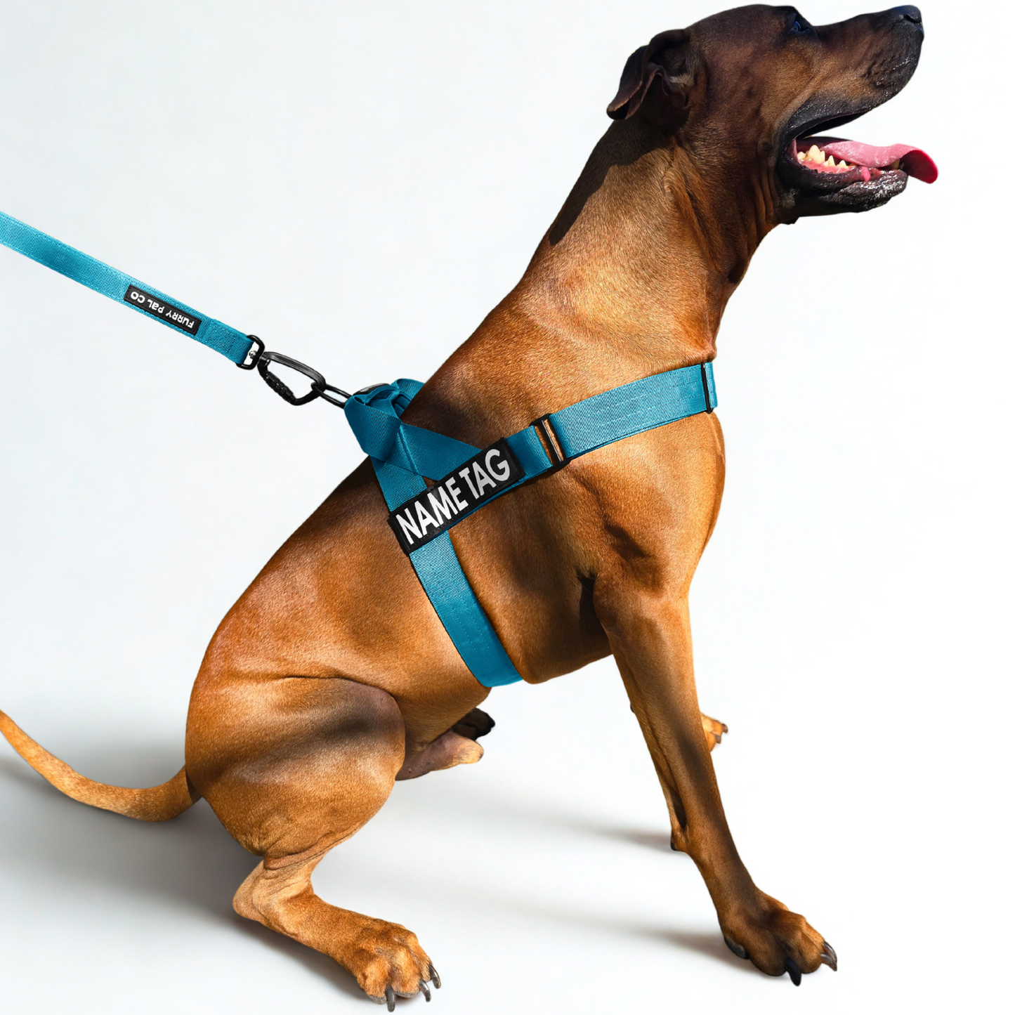 Heavy Duty Everyday Harness with Name Tag