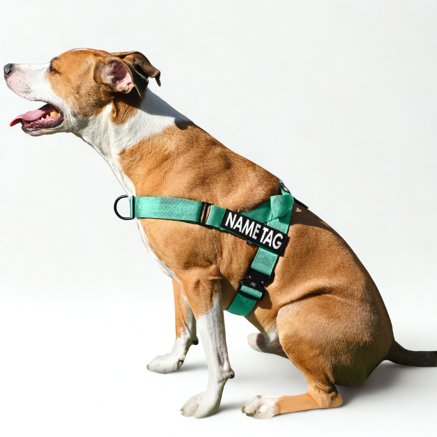 Heavy Duty Everyday Harness with Name Tag