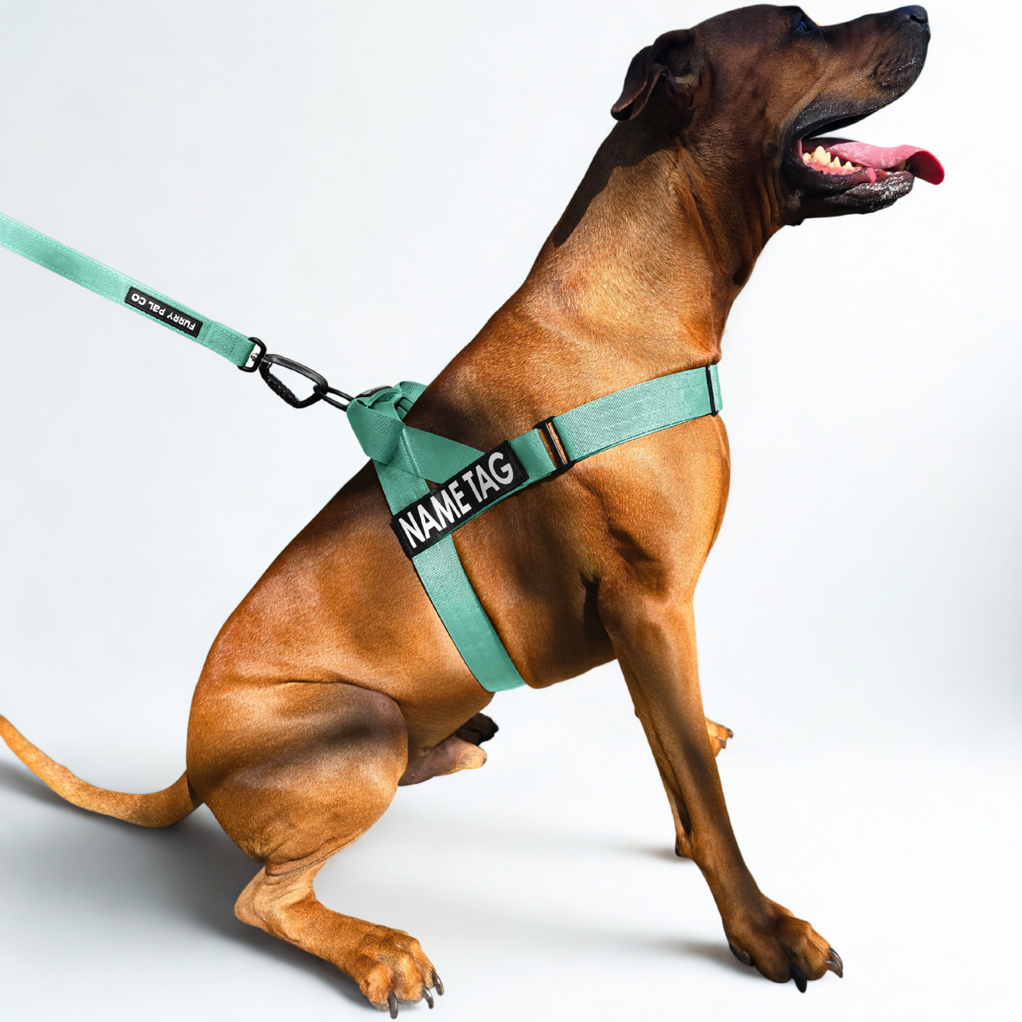 Heavy Duty Everyday Harness with Name Tag