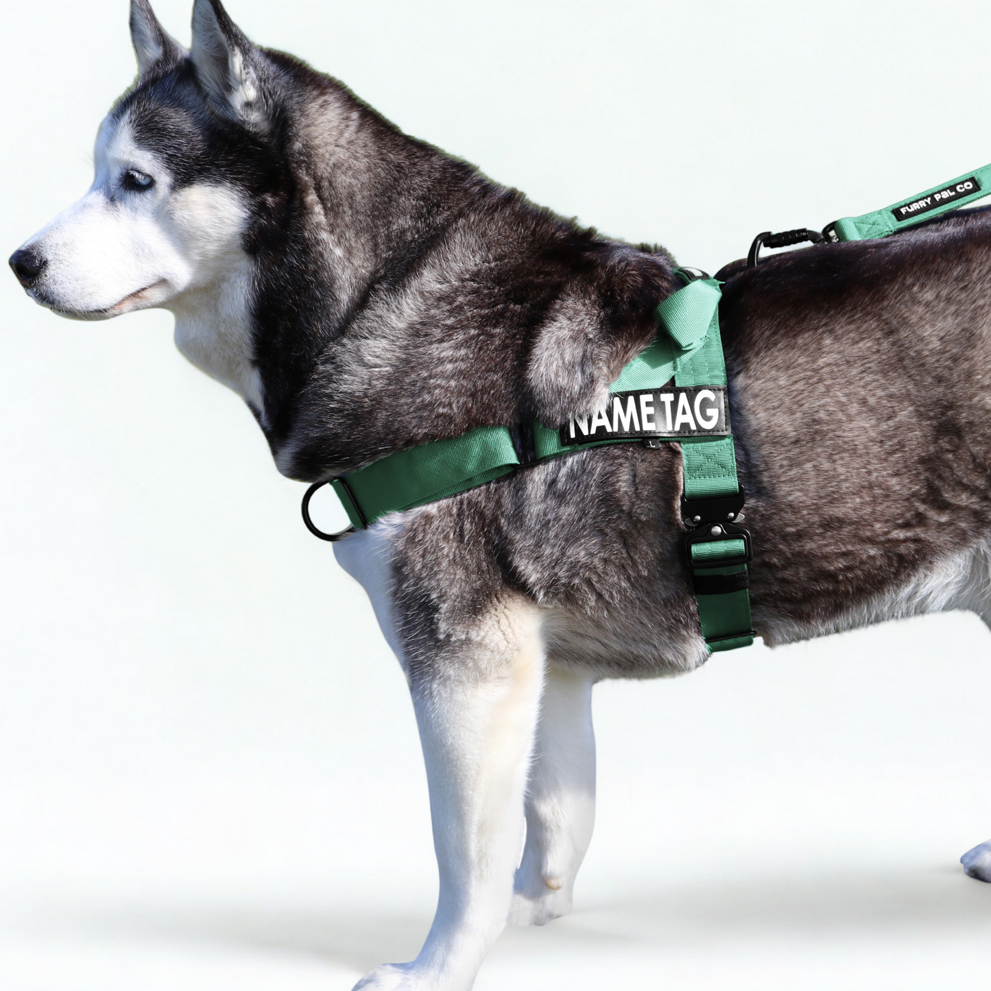 Heavy Duty Everyday Harness with Name Tag