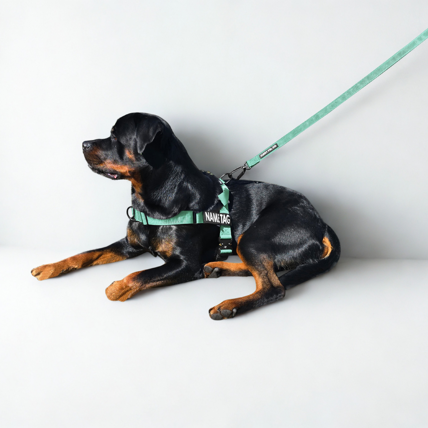 Heavy Duty Everyday Leash with Lockable Clip